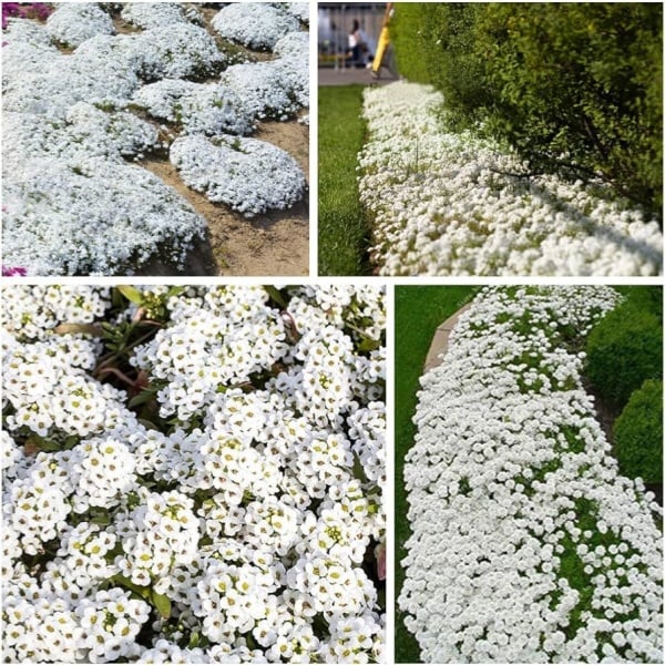 ✨Year-Round Creeping Thyme Seeds🏡| Create your perfect lawn here🌼-8POP