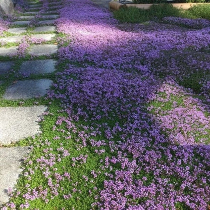 ✨Year-Round Creeping Thyme Seeds🏡| Create your perfect lawn here🌼-8POP