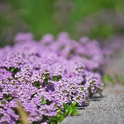✨Year-Round Creeping Thyme Seeds🏡| Create your perfect lawn here🌼-8POP