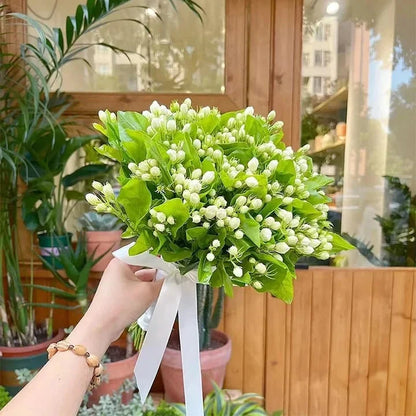 🔥LAST DAY Promotion 49% OFF 🌸Beautiful Jasmine seeds(Can be planted in winter)-8POP