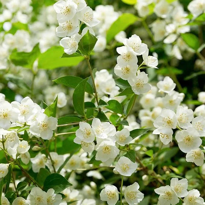🔥LAST DAY Promotion 49% OFF 🌸Beautiful Jasmine seeds(Can be planted in winter)-8POP