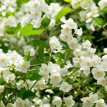 🔥LAST DAY Promotion 49% OFF 🌸Beautiful Jasmine seeds(Can be planted in winter)-8POP
