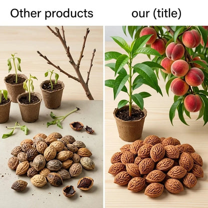 Home Balcony Fruit Tree 🍑🏡 – Self-Fertile Peach 🌸 with High Germination 🔥-8POP