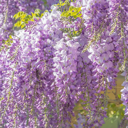 🌸WISTERIA Seeds - THE GARDEN’S CASCADING BEAUTY ALL YEAR ROUND-8POP
