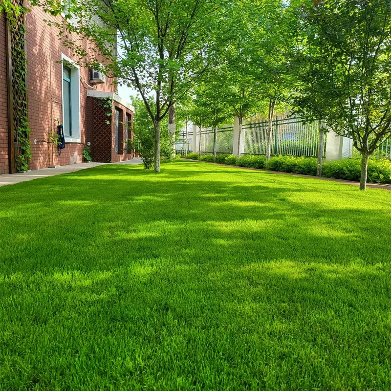 🌱 Premium Evergreen Dwarf Grass Seed – Stay Green Through All Four Seasons-8POP