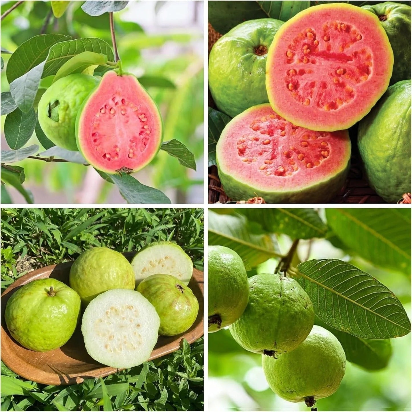 🍈 Dilyhbu Tropical Guava Growing Kit – Grow Sweet Exotic Guava at Home-8POP
