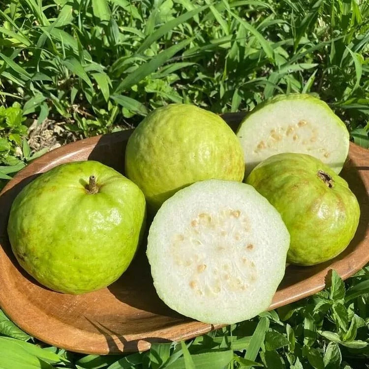 🍈 Dilyhbu Tropical Guava Growing Kit – Grow Sweet Exotic Guava at Home-8POP