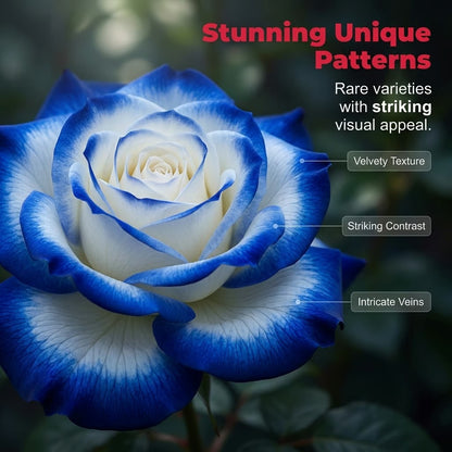 🌹 Dilyhbu Multi-Headed Spotted Rose Seeds – Rare Colorful Blooms for Stunning Gardens-8POP