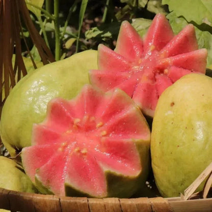🍈 Dilyhbu Tropical Guava Growing Kit – Grow Sweet Exotic Guava at Home-8POP