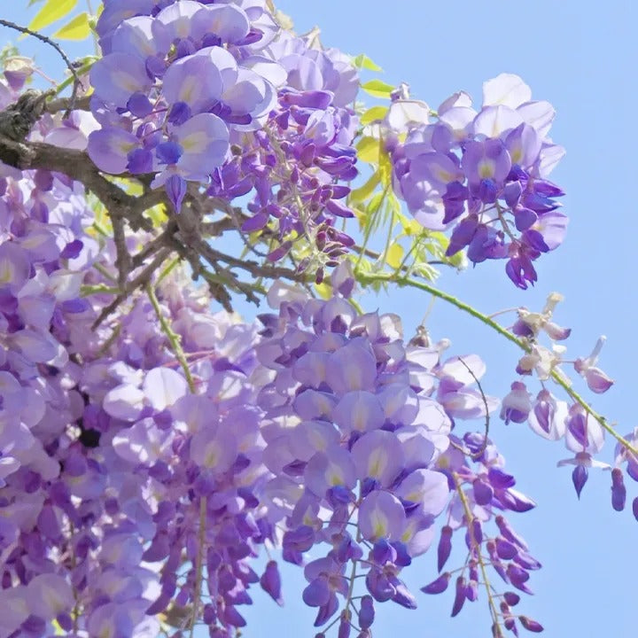 💜Purple