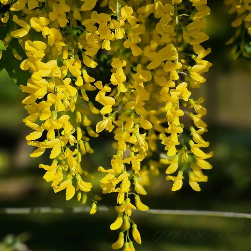 🌸WISTERIA Seeds - THE GARDEN’S CASCADING BEAUTY ALL YEAR ROUND-8POP