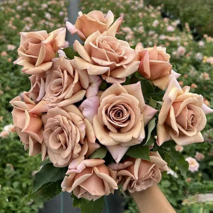 🌸🏆 75K+ SOLD! - Rare Rosa Eden Climbing Rose Seeds — Easy to Grow, Fragrant, Perennial Blooms - 8POP