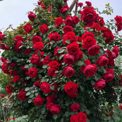 🌸🏆 75K+ SOLD! - Rare Rosa Eden Climbing Rose Seeds — Easy to Grow, Fragrant, Perennial Blooms - 8POP