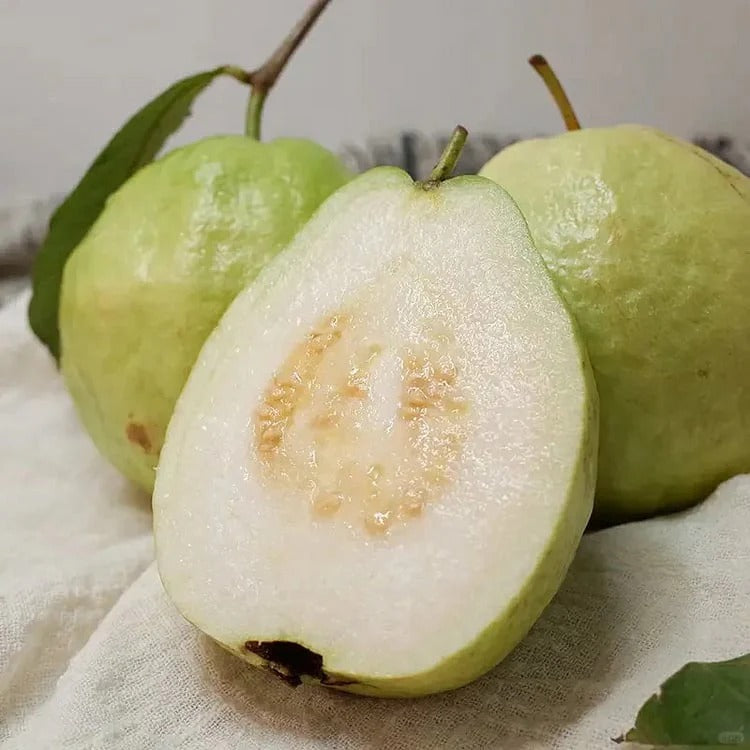 🍈 Dilyhbu Tropical Guava Growing Kit – Grow Sweet Exotic Guava at Home-8POP