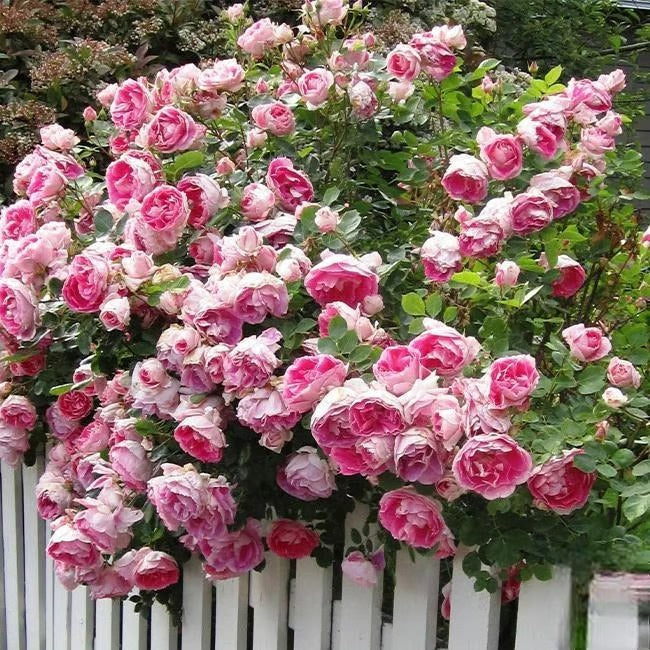 🌸🏆 75K+ SOLD! - Rare Rosa Eden Climbing Rose Seeds — Easy to Grow, Fragrant, Perennial Blooms - 8POP