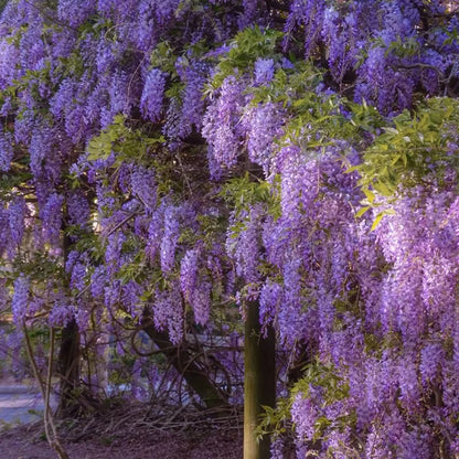🌸WISTERIA Seeds - THE GARDEN’S CASCADING BEAUTY ALL YEAR ROUND-8POP