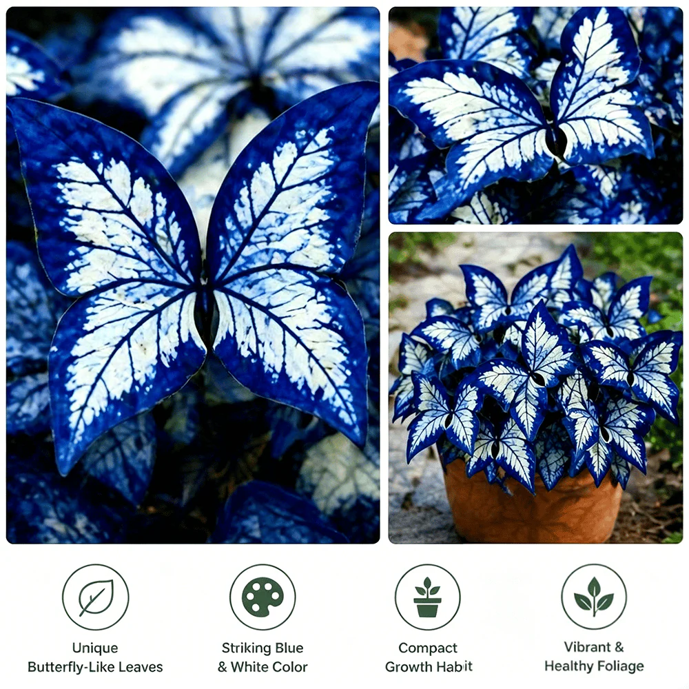 🌸 Moonlight Butterfly Flower Seeds-8POP