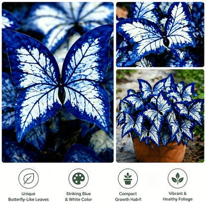 🌸 Moonlight Butterfly Flower Seeds-8POP