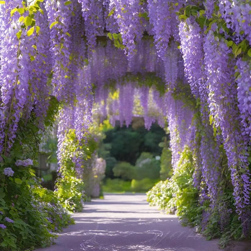 🌸WISTERIA Seeds - THE GARDEN’S CASCADING BEAUTY ALL YEAR ROUND-8POP