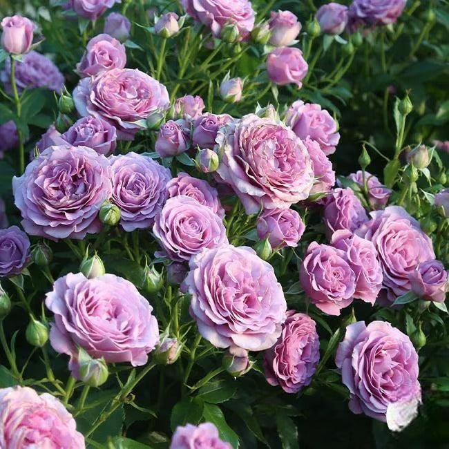 🌸🏆 75K+ SOLD! - Rare Rosa Eden Climbing Rose Seeds — Easy to Grow, Fragrant, Perennial Blooms - 8POP