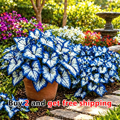 🌸 Moonlight Butterfly Flower Seeds-8POP