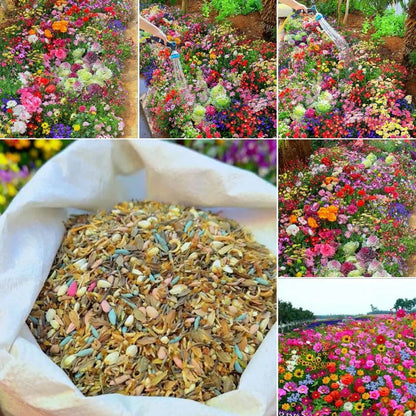 🌸 All-Season Mixed Perennial Flowers Seeds – 90+ Varieties, Bloom All Year!-8AOE1