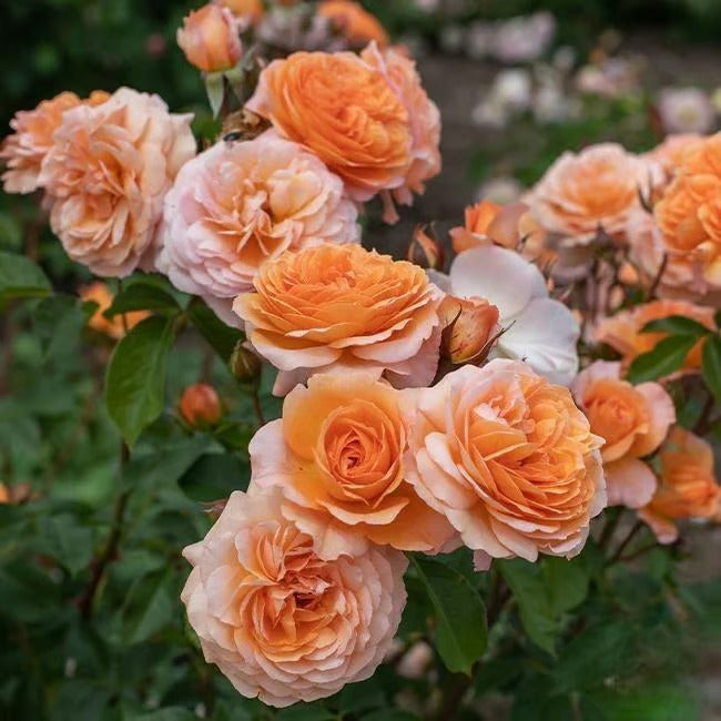 🌸🏆 75K+ SOLD! - Rare Rosa Eden Climbing Rose Seeds — Easy to Grow, Fragrant, Perennial Blooms - 8POP