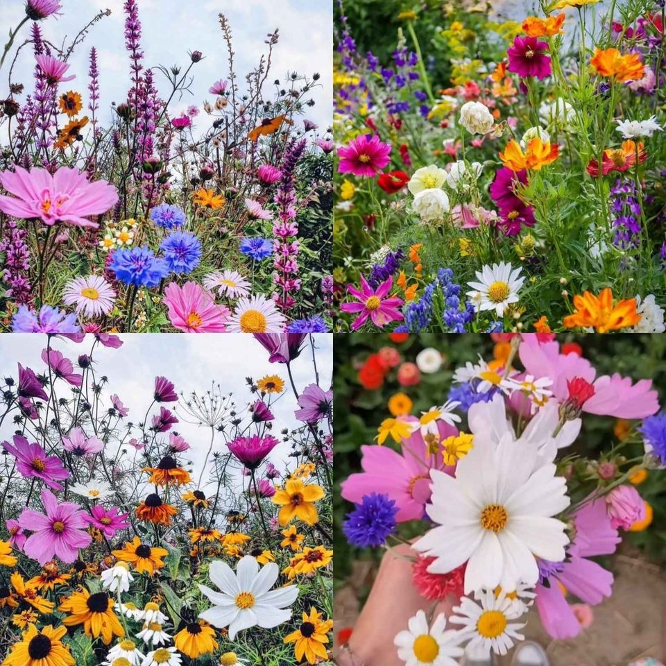 🌸 All-Season Mixed Perennial Flowers Seeds – 90+ Varieties, Bloom All Year!-8AOE1