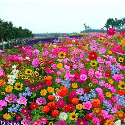 🌸 All-Season Mixed Perennial Flowers Seeds – 90+ Varieties, Bloom All Year!-8AOE1