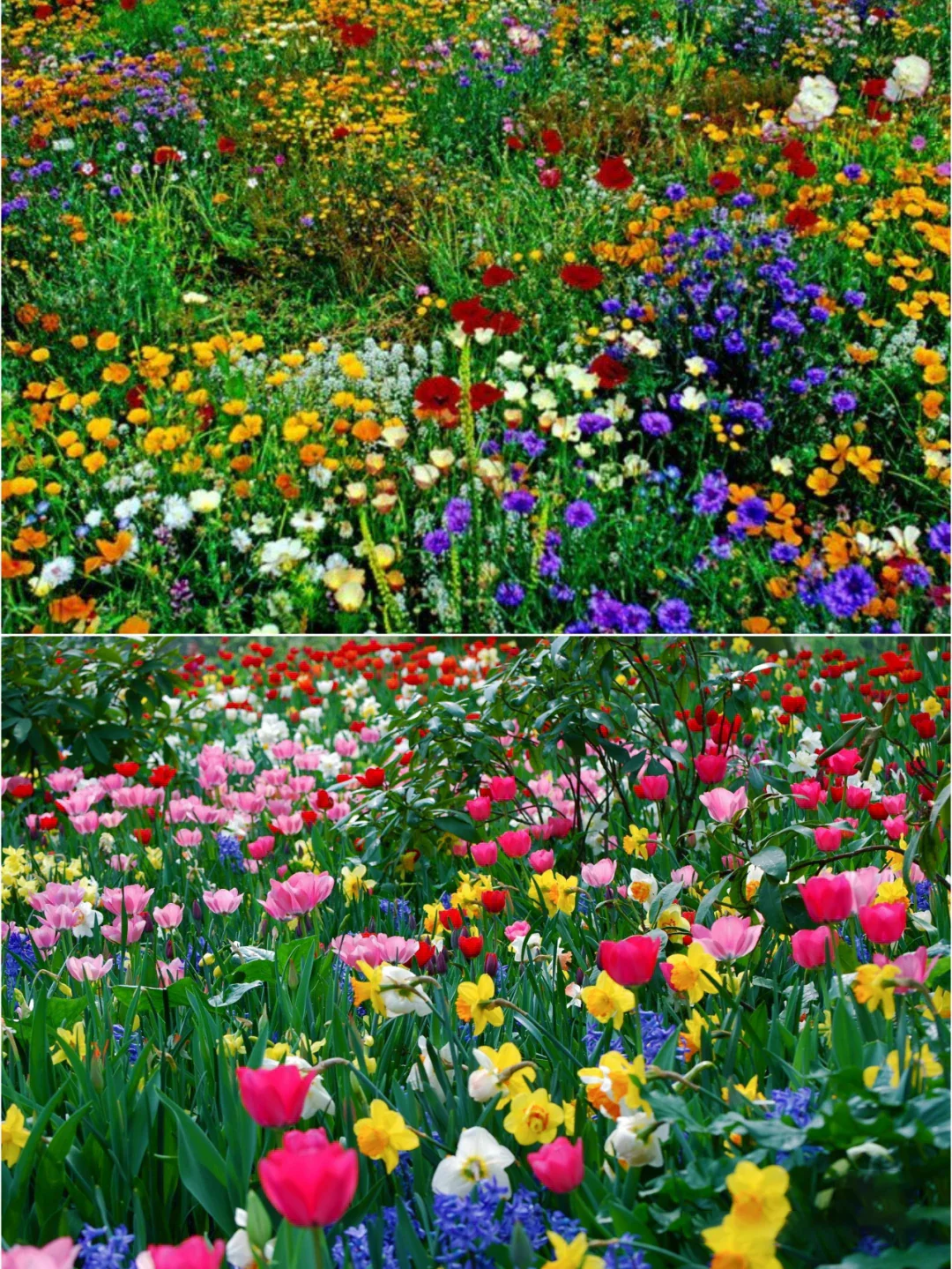 🌸 All-Season Mixed Perennial Flowers Seeds – 90+ Varieties, Bloom All Year!-8AOE1