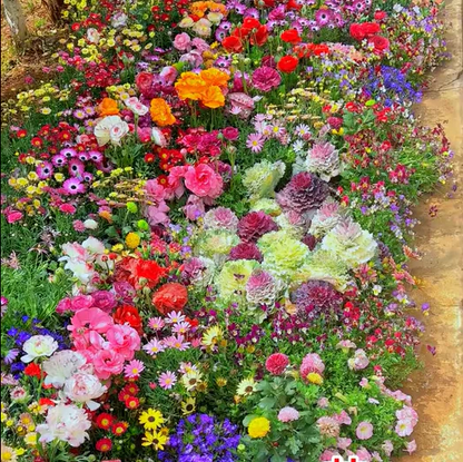 🌸 All-Season Mixed Perennial Flowers Seeds – 90+ Varieties, Bloom All Year!-8AOE1