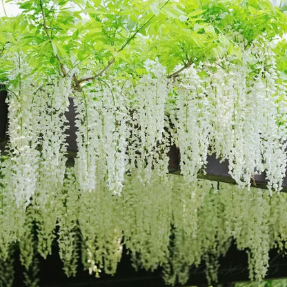 🌸WISTERIA Seeds - THE GARDEN’S CASCADING BEAUTY ALL YEAR ROUND-8POP