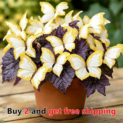 🌸 Moonlight Butterfly Flower Seeds-8POP