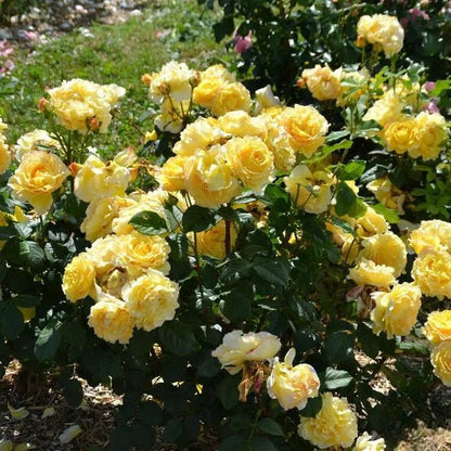 🌸🏆 75K+ SOLD! - Rare Rosa Eden Climbing Rose Seeds — Easy to Grow, Fragrant, Perennial Blooms - 8POP