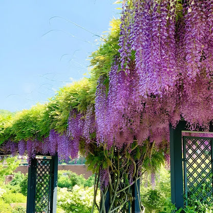 🌸WISTERIA Seeds - THE GARDEN’S CASCADING BEAUTY ALL YEAR ROUND-8POP