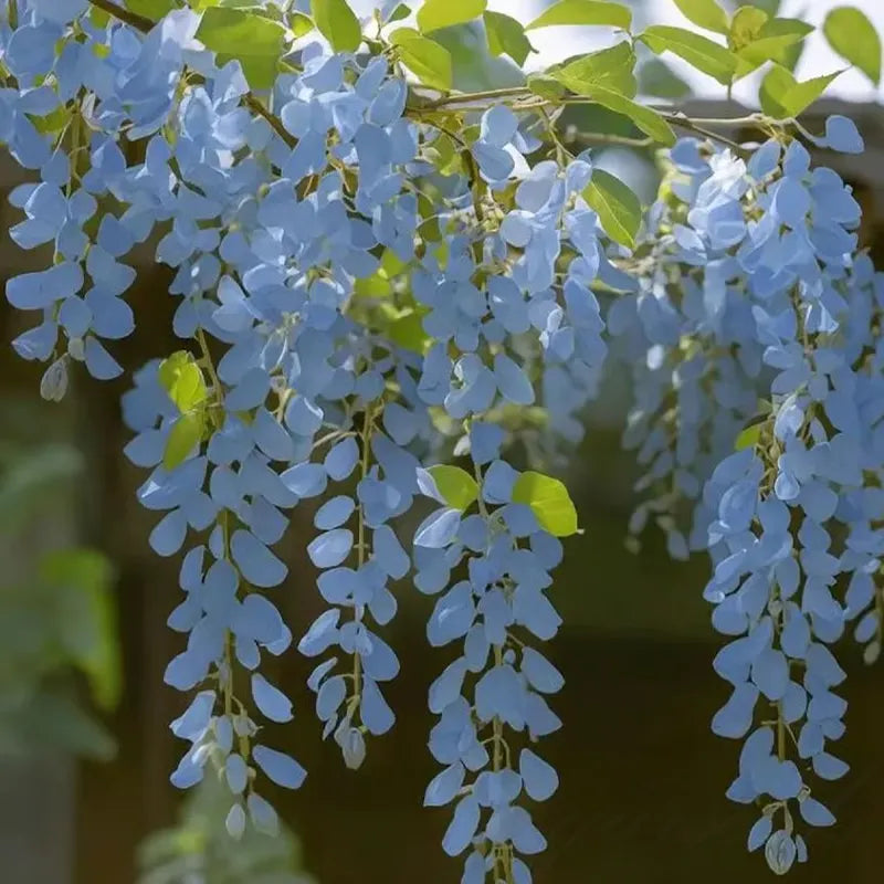 🌸WISTERIA Seeds - THE GARDEN’S CASCADING BEAUTY ALL YEAR ROUND-8POP