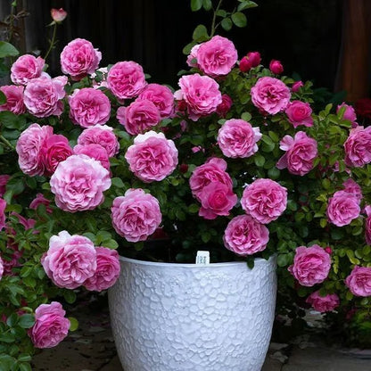 🌸🏆 75K+ SOLD! - Rare Rosa Eden Climbing Rose Seeds — Easy to Grow, Fragrant, Perennial Blooms - 8POP