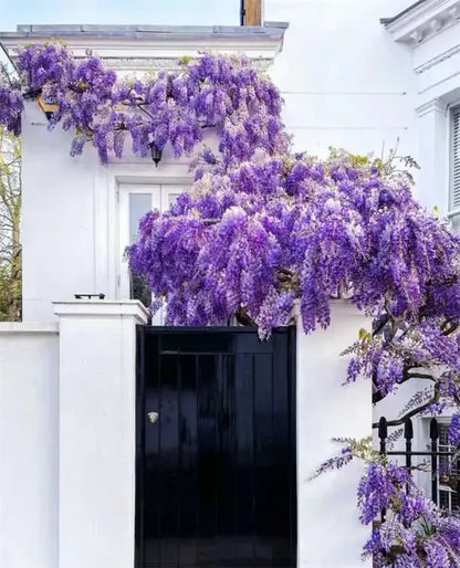 🌸WISTERIA Seeds - THE GARDEN’S CASCADING BEAUTY ALL YEAR ROUND-8POP