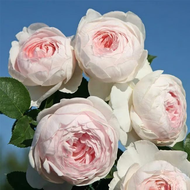 🌸🏆 75K+ SOLD! - Rare Rosa Eden Climbing Rose Seeds — Easy to Grow, Fragrant, Perennial Blooms - 8POP