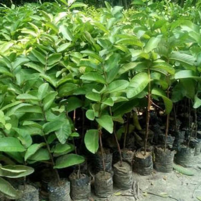 🍈 Dilyhbu Tropical Guava Growing Kit – Grow Sweet Exotic Guava at Home-8POP