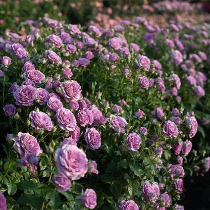 🌸🏆 75K+ SOLD! - Rare Rosa Eden Climbing Rose Seeds — Easy to Grow, Fragrant, Perennial Blooms - 8POP