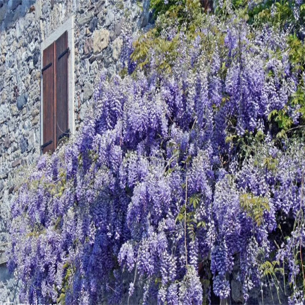 🌸WISTERIA Seeds - THE GARDEN’S CASCADING BEAUTY ALL YEAR ROUND-8POP