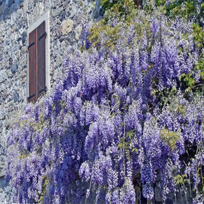 🌸WISTERIA Seeds - THE GARDEN’S CASCADING BEAUTY ALL YEAR ROUND-8POP