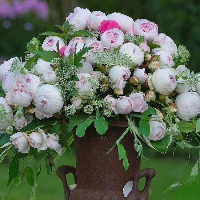 🌸🏆 75K+ SOLD! - Rare Rosa Eden Climbing Rose Seeds — Easy to Grow, Fragrant, Perennial Blooms - 8POP