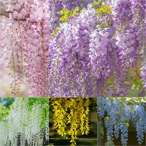 🌸WISTERIA Seeds - THE GARDEN’S CASCADING BEAUTY ALL YEAR ROUND-8POP