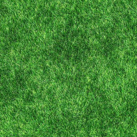 🌱 Premium Evergreen Dwarf Grass Seed – Stay Green Through All Four Seasons-8POP