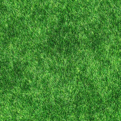 🌱 Premium Evergreen Dwarf Grass Seed – Stay Green Through All Four Seasons-8POP