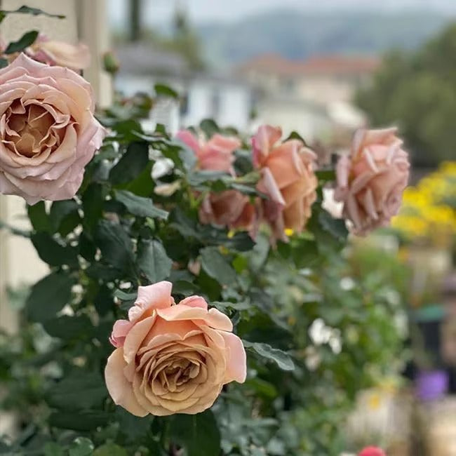 🌸🏆 75K+ SOLD! - Rare Rosa Eden Climbing Rose Seeds — Easy to Grow, Fragrant, Perennial Blooms - 8POP