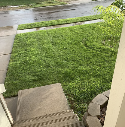 🌱 Premium Evergreen Dwarf Grass Seed – Stay Green Through All Four Seasons-8POP