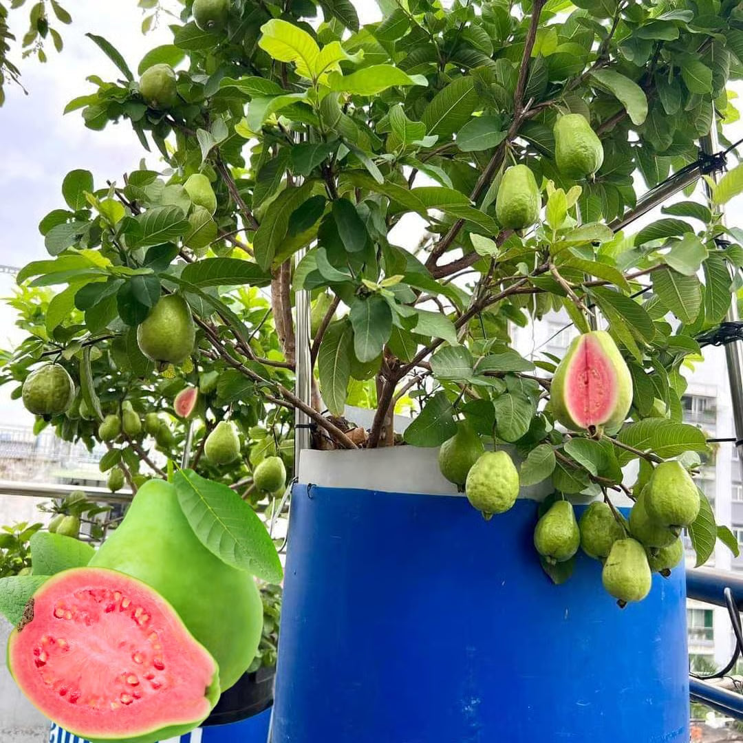 🍈 Dilyhbu Tropical Guava Growing Kit – Grow Sweet Exotic Guava at Home-8POP